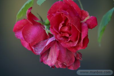 Manbos SlideShow
