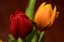 Galer�a: Canon EF 70-300mm DO
Sitio: Estudio Manbos
Titulo: Tulipan 6
