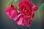 Galer�a: D60 Primeras
Sitio: Pozuelo de Alarc�n
Titulo: Rosas rojas