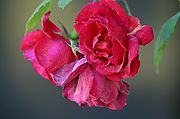 Galer�a: D60 Primeras
Sitio: Pozuelo de Alarc�n
Rosas rojas
Foto: 1583
Enviada 344 veces