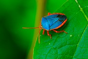 Photo of Wildlife and Nature, Cerbus elaphus, Mexico - Chinche azul