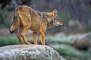 Photo of Wildlife and Nature, Canis lupus, Spain - Lobo ibérico - Iberian Wolf (Canis lupus signatus)