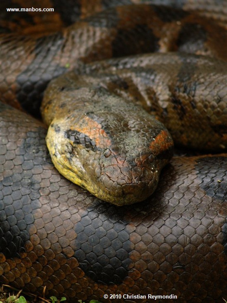 Foto de Barinas, Hato Santa Barbara, Venezuela - Anaconda