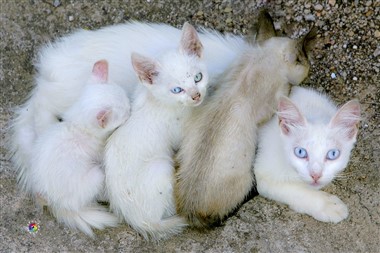 Foto de Gatos Callejeros