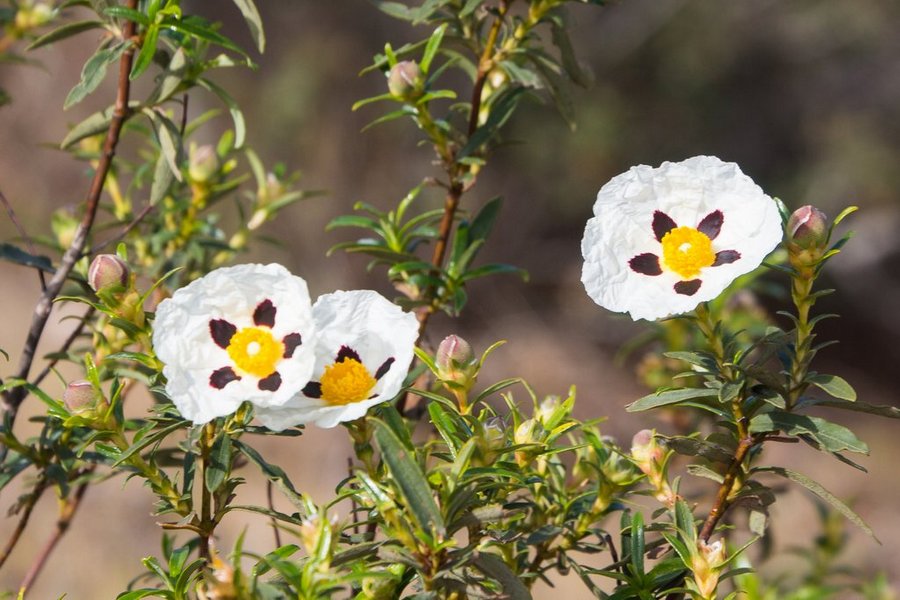 Flor de jara