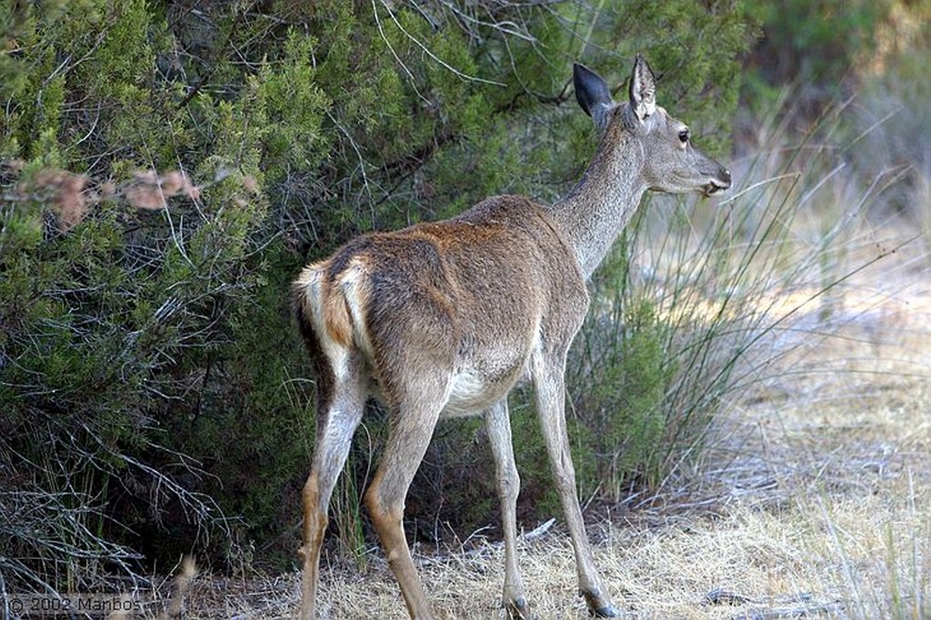 Doñana
Sombra en la duna
Huelva