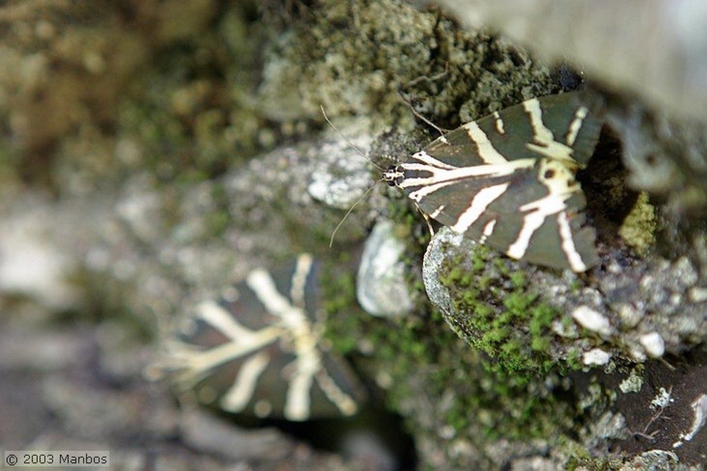 Isla de Rodas
Las mariposas Panaxia Quadripunktaria posadas en un árbol
Rodas