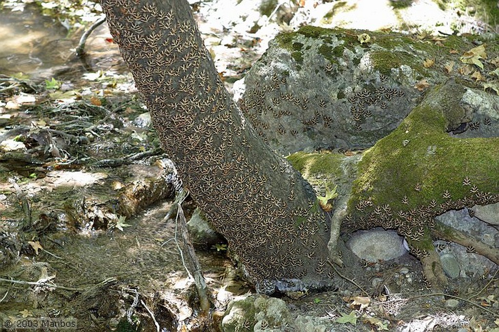 Isla de Rodas
Mariposas posadas en una roca
Rodas