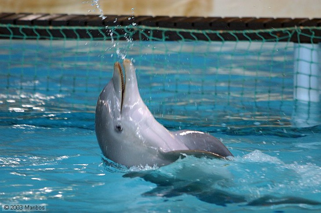 Zoomarine
Interacción con los delfines
Arade
