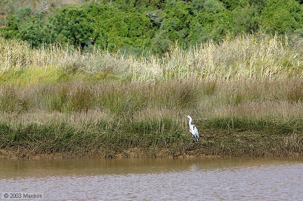 Rio Arade
Garza volando
Arade