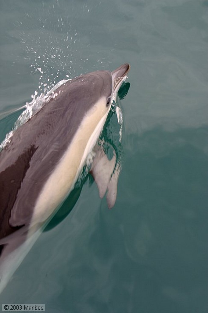 Gibraltar
Siluetas de delfines
Gibraltar