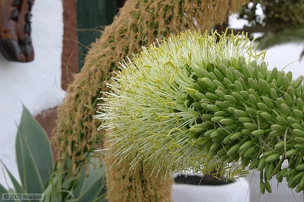 Lanzarote
Casa de La Palmera
Canarias