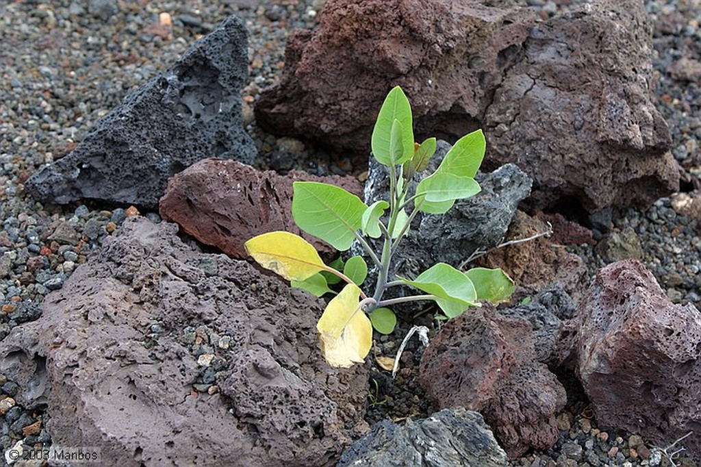 Lanzarote
Canarias