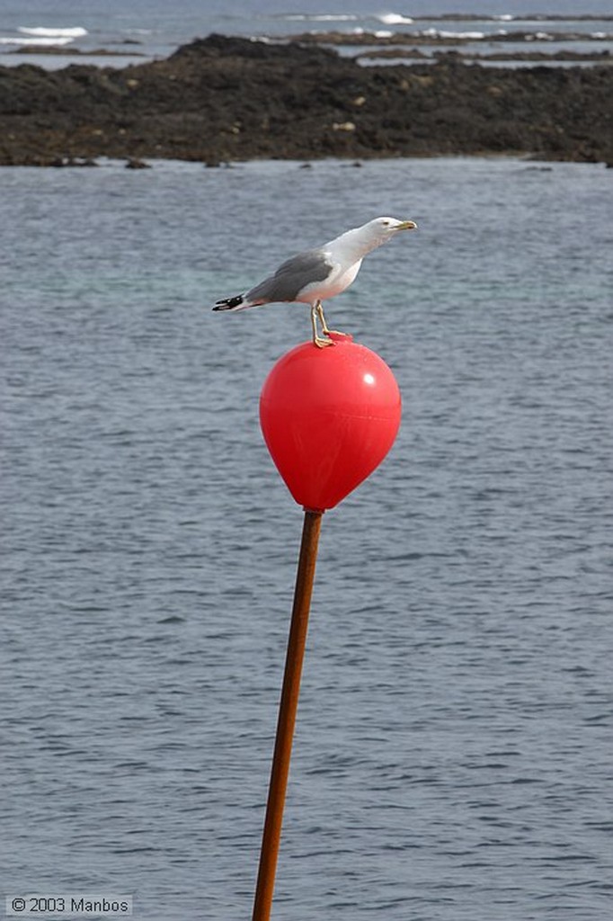 Lanzarote
Pescado secándose al aire
Canarias