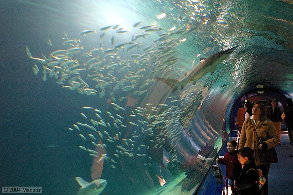 Ciudad de las Artes y las Ciencias
Tiburón Toro Bacota
Valencia