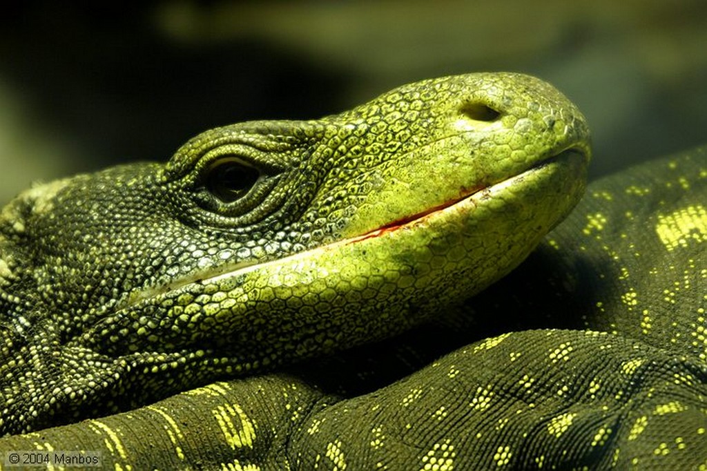 Zoo de Madrid
Madrid