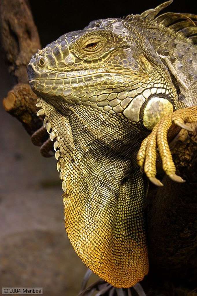 Zoo de Madrid
Madrid