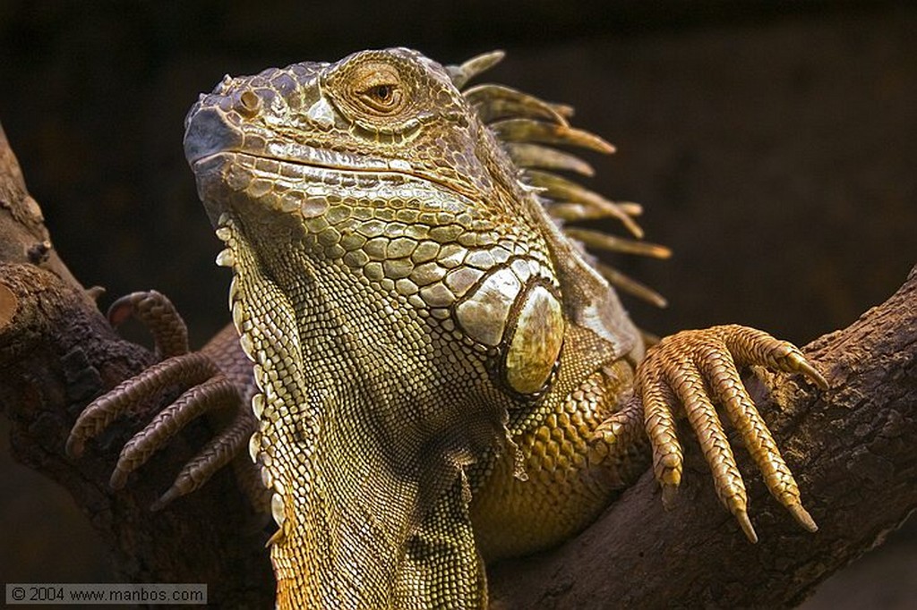 Zoo de Madrid
Madrid