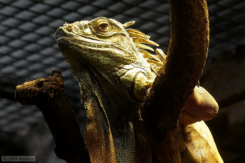 Zoo de Madrid
Madrid