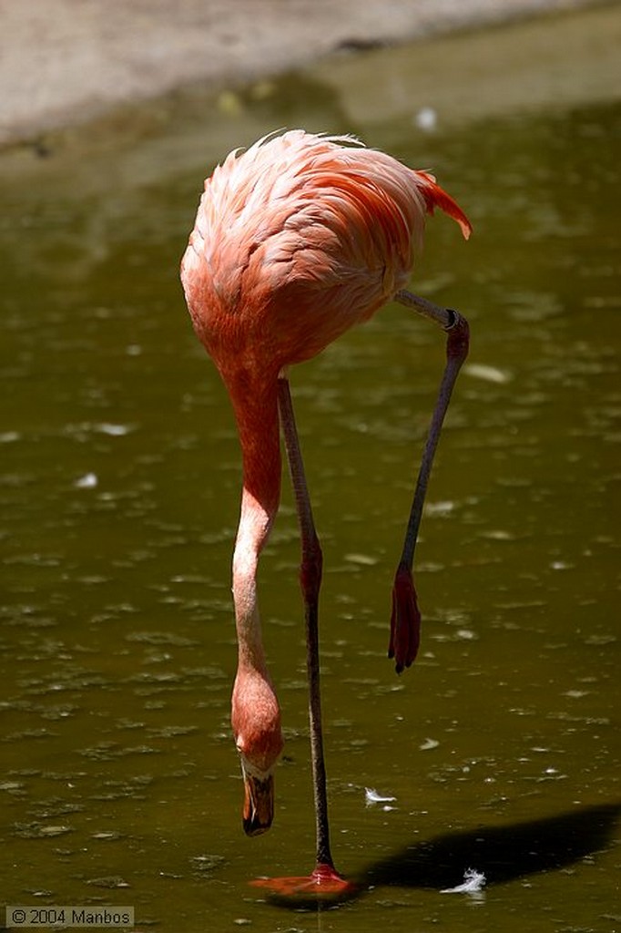 Zoo de Madrid
Madrid