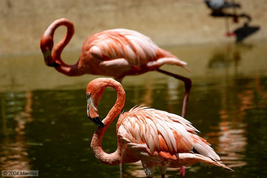 Zoo de Madrid
Madrid