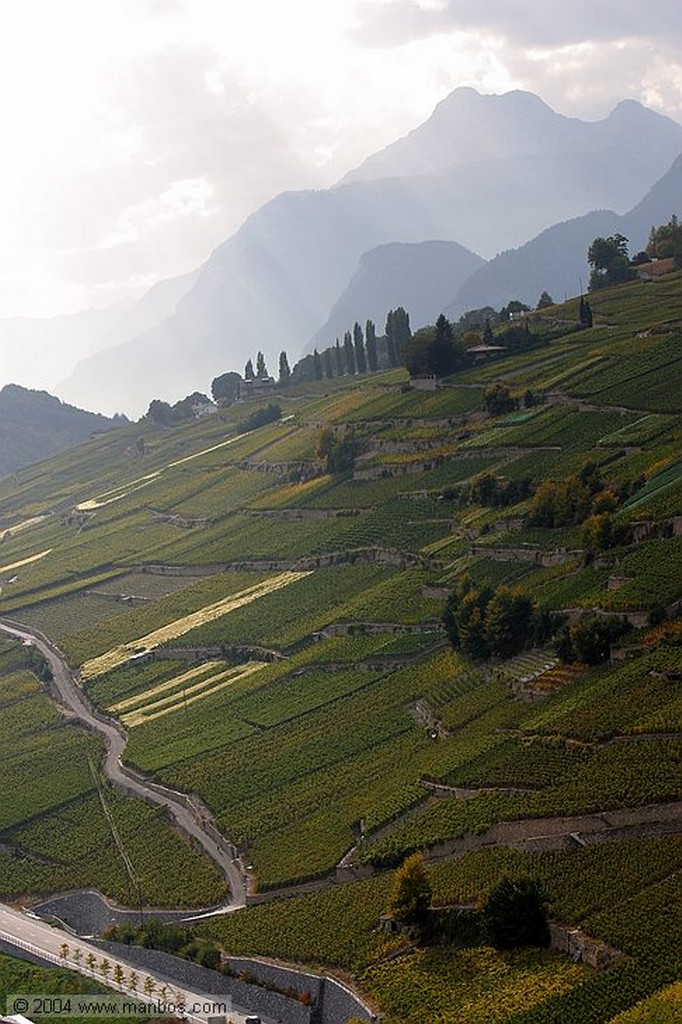 Sion
Rosa avisadora de plagas
Valais