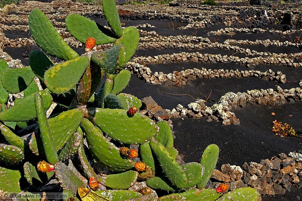 Lanzarote
Canarias