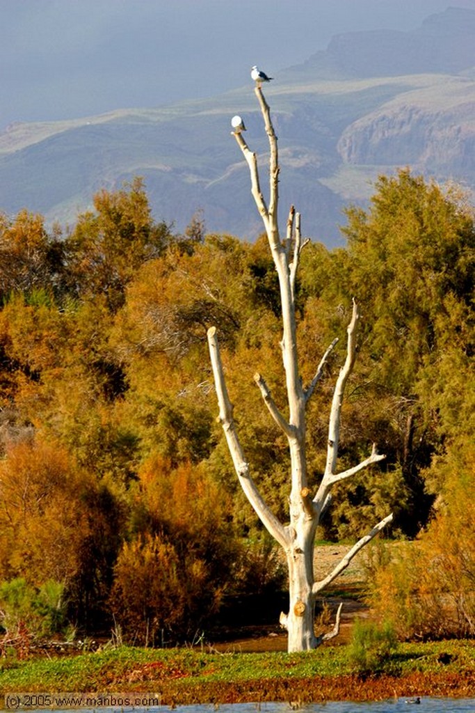 Gran Canaria
La charca salobre
Canarias