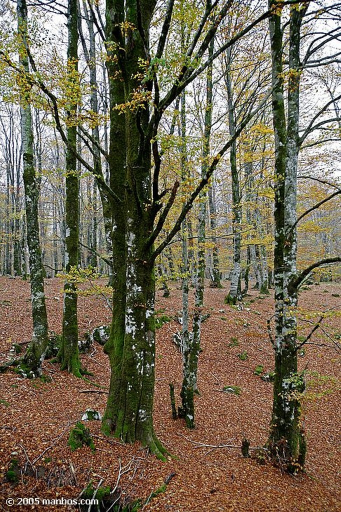 Sierra de Urbasa
Bosque de hayas
Navarra