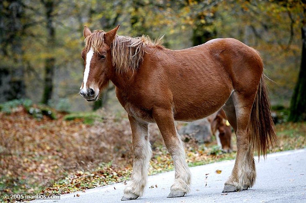 Sierra de Urbasa
Navarra