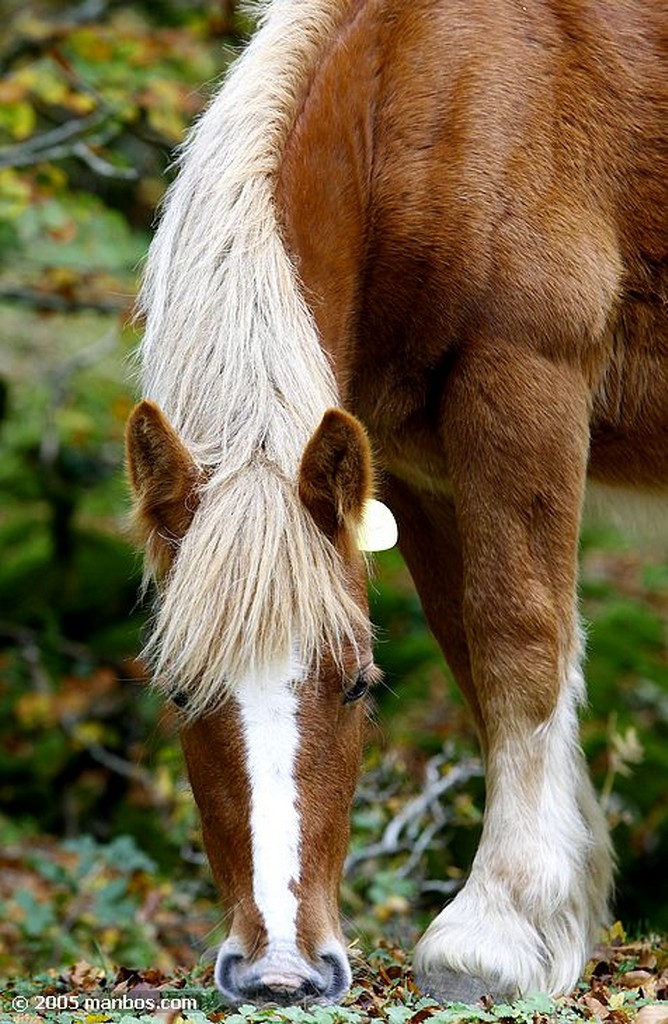 Sierra de Urbasa
Navarra