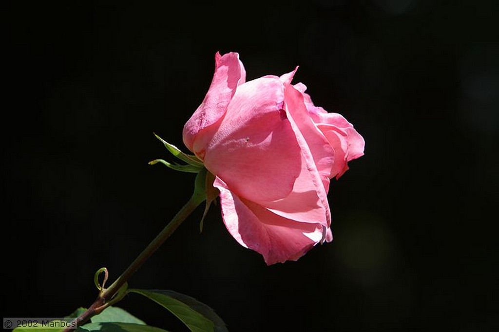 Pozuelo de Alarcón
Rosa rosa
Madrid