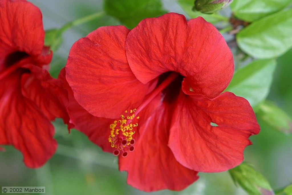 El Brosquil
Campanilla
Valencia