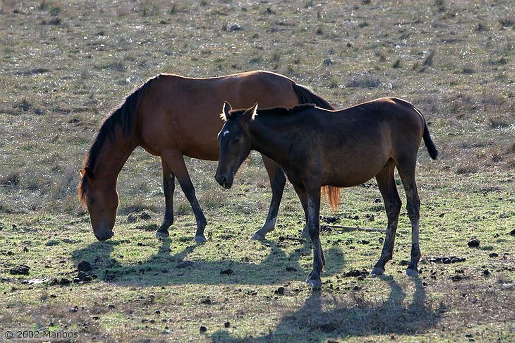 El Rocio
Cabalgando por El Rocío
Huelva