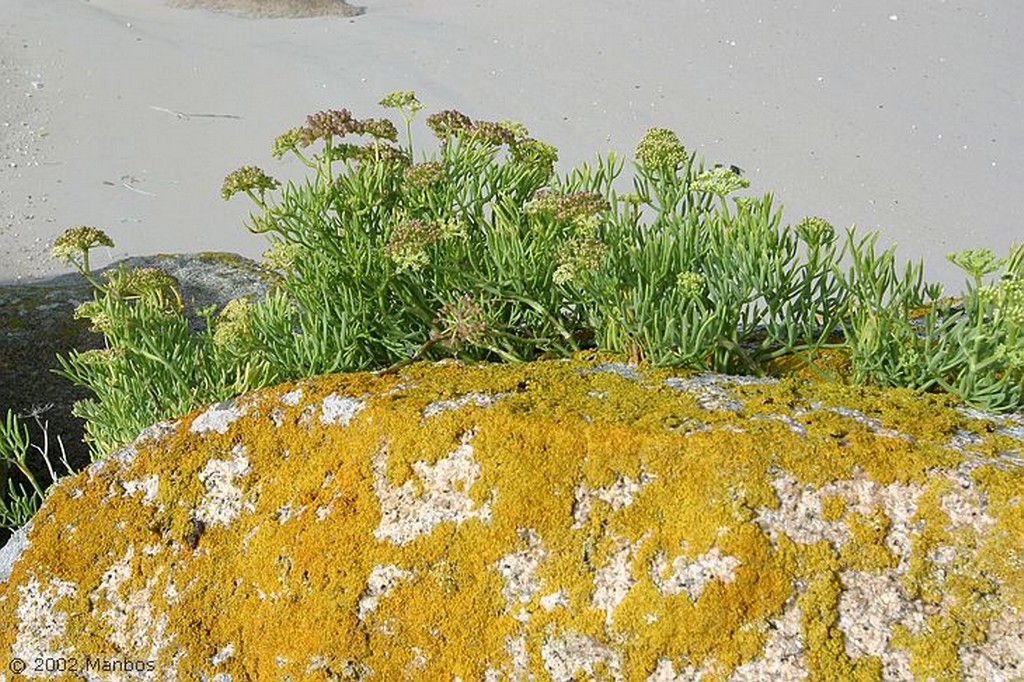 Isla de Sálvora
Galicia