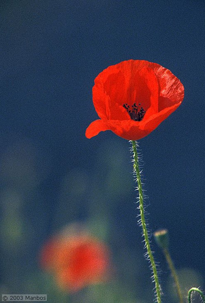 Fotos de Miguel Angel
Amapola y espiga
España