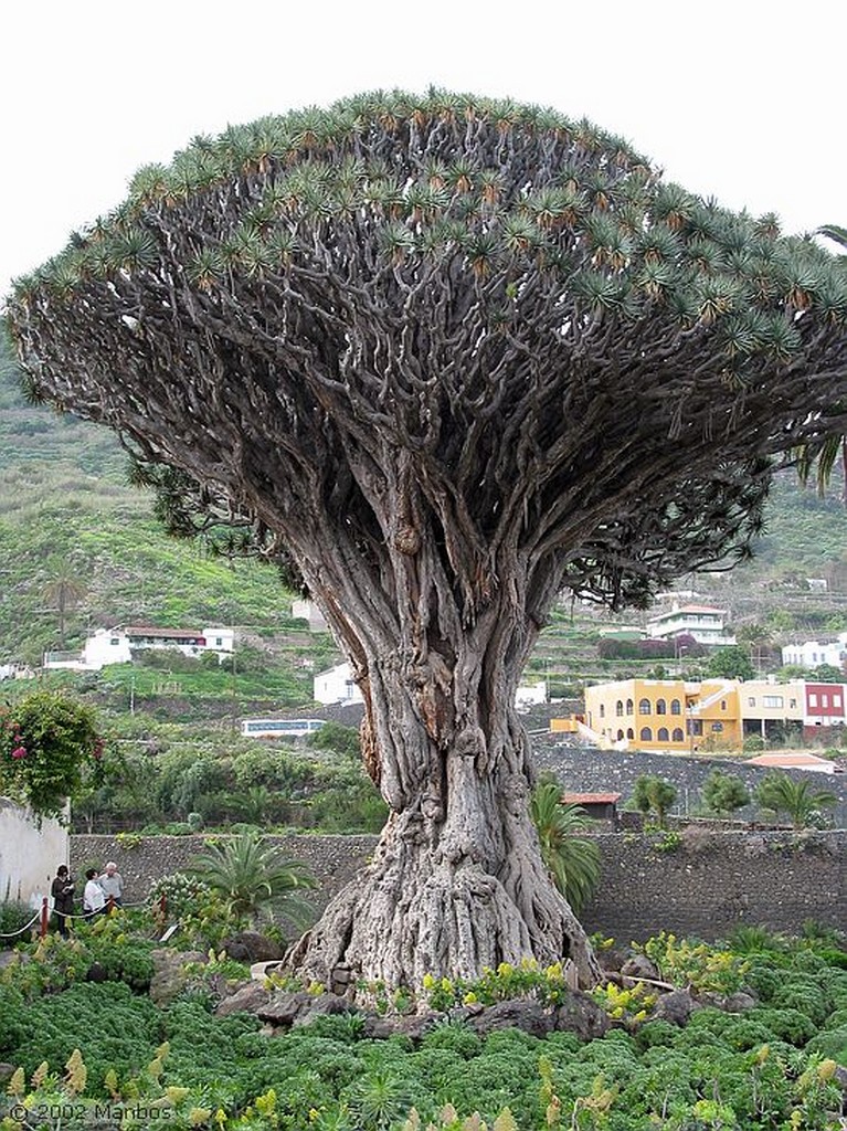 Tenerife
Canarias