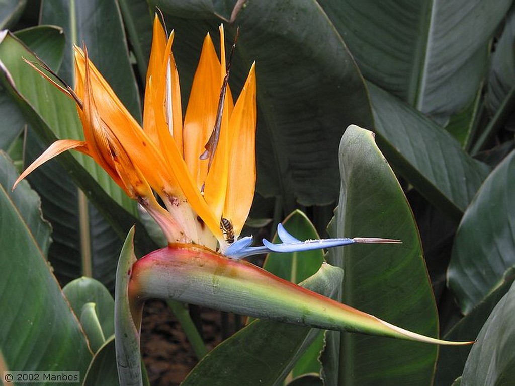 Tenerife
Jardin Botanico Puerto de la Cruz
Canarias