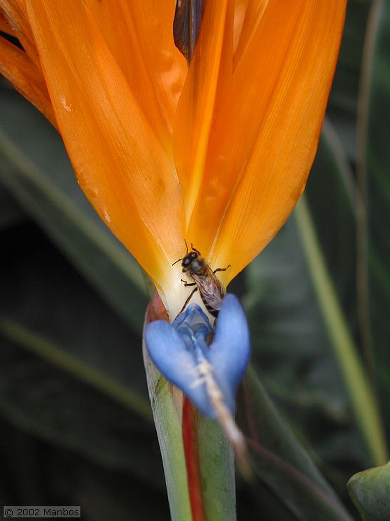 Tenerife
Jardin Botanico Puerto de la Cruz
Canarias