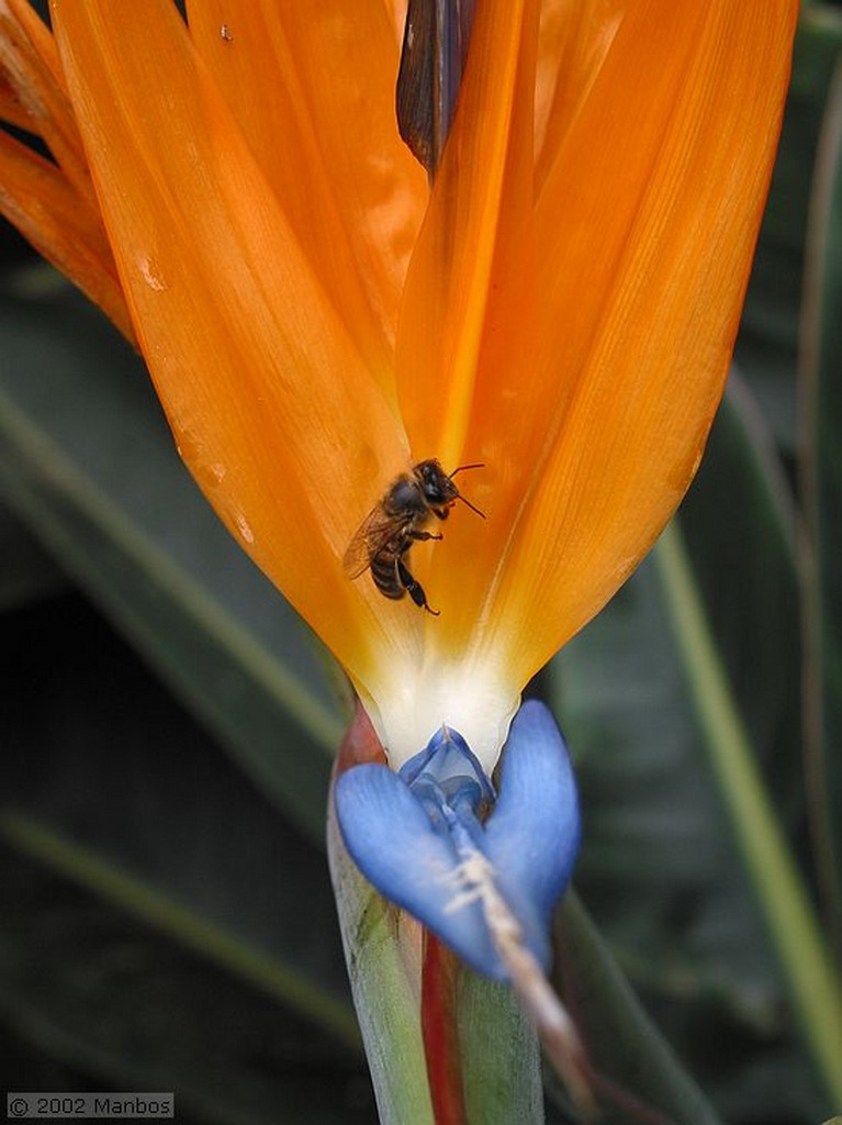 Tenerife
Jardin Botanico Puerto de la Cruz
Canarias