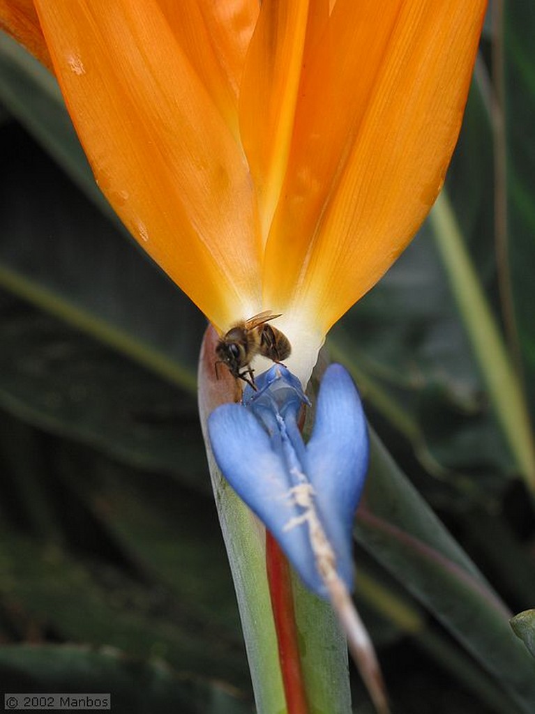 Tenerife
Jardin Botanico Puerto de la Cruz
Canarias