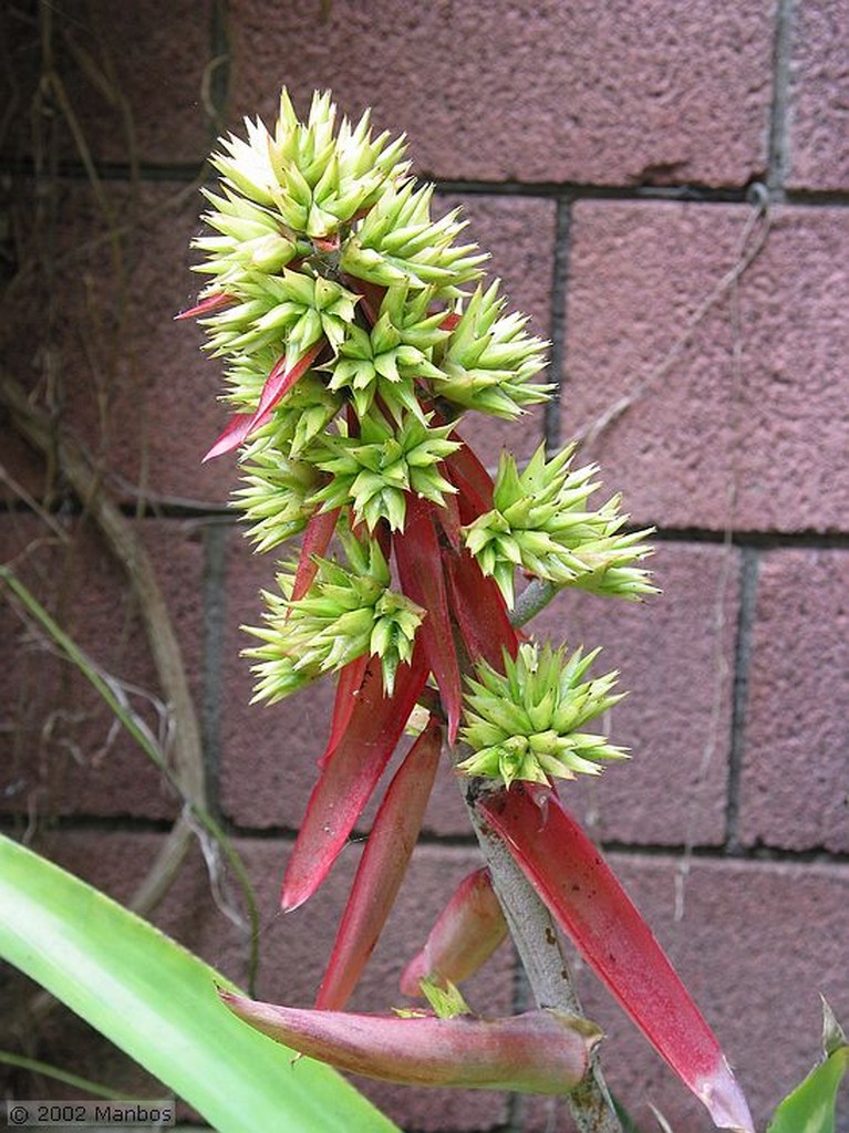 Tenerife
Jardin Botanico Puerto de la Cruz
Canarias