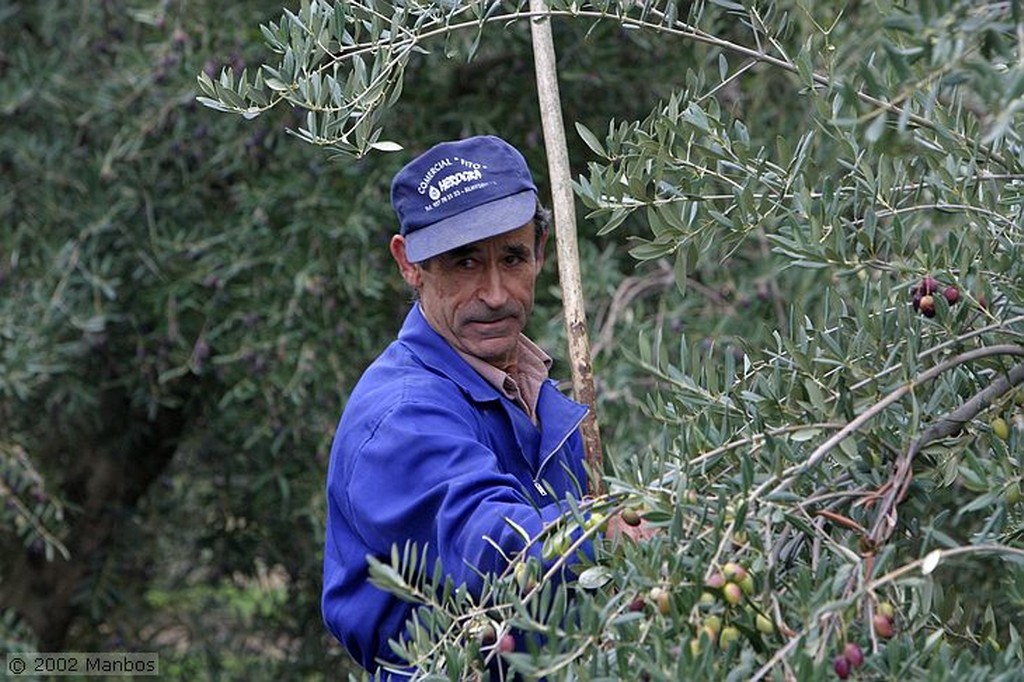 Priego de Cordoba
Recolección de la aceituna picuda
Córdoba