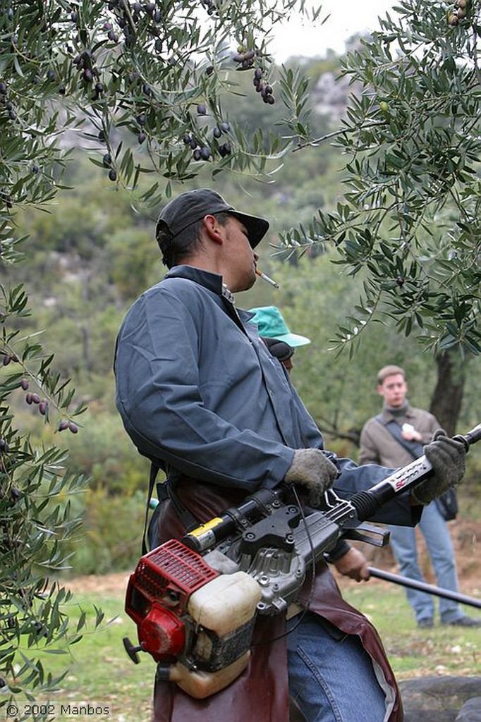 Priego de Cordoba
Recolección de la aceituna picuda
Córdoba