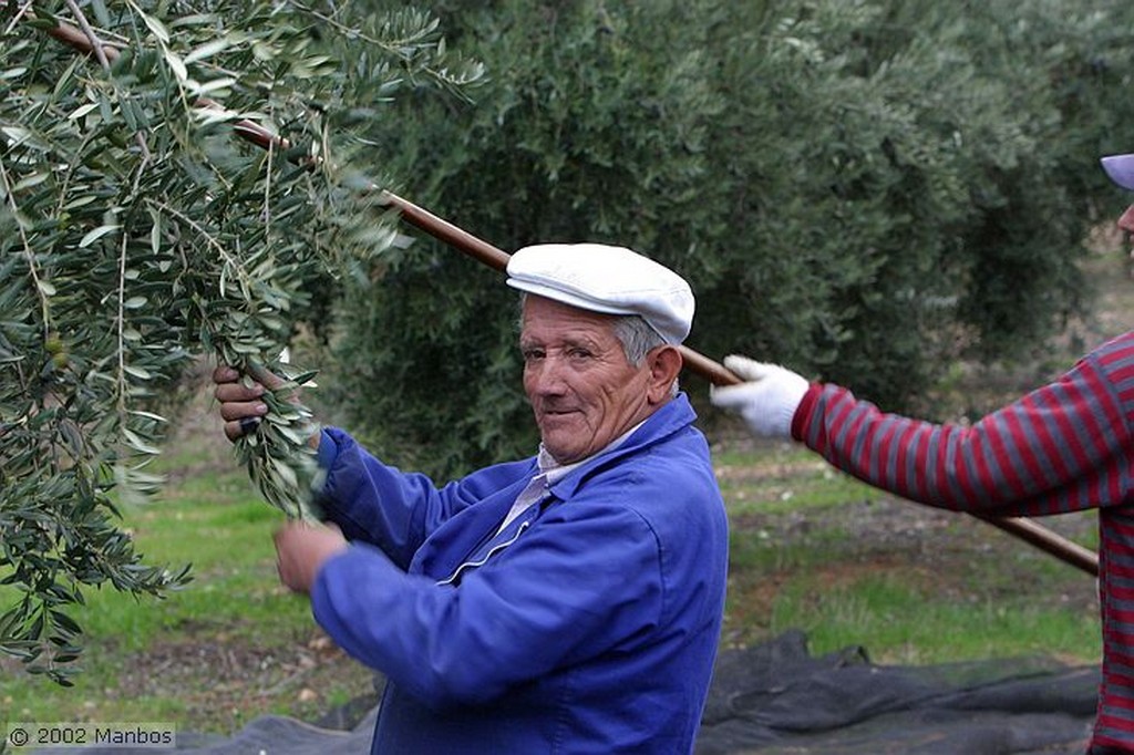 Priego de Cordoba
Recolección de la aceituna picuda
Córdoba