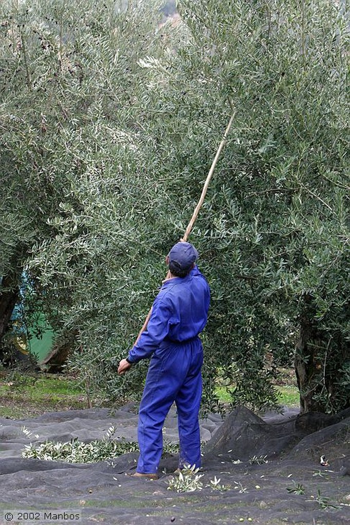 Priego de Cordoba
Recolección de la aceituna picuda
Córdoba