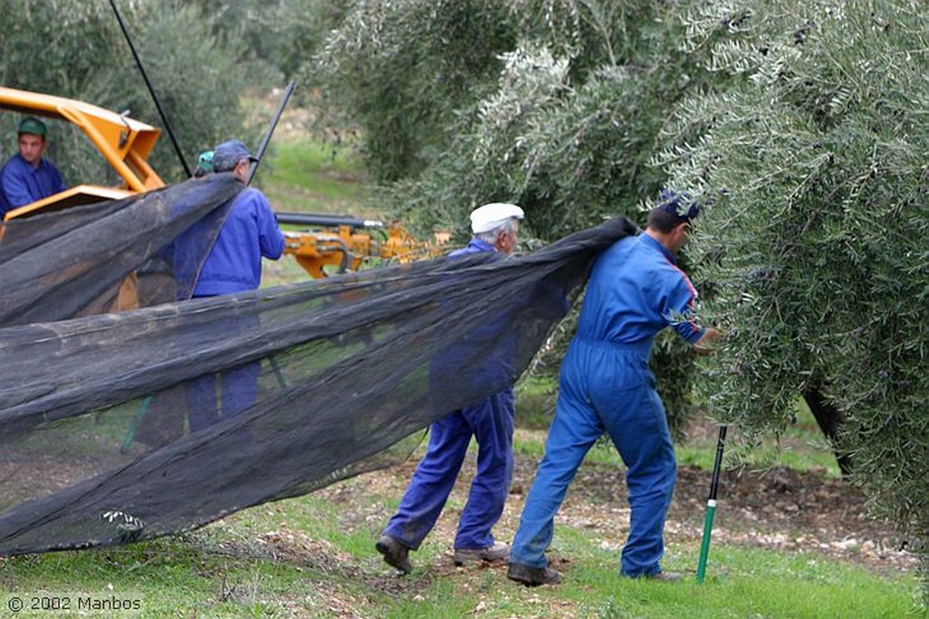 Priego de Cordoba
Aceituna picuda
Córdoba