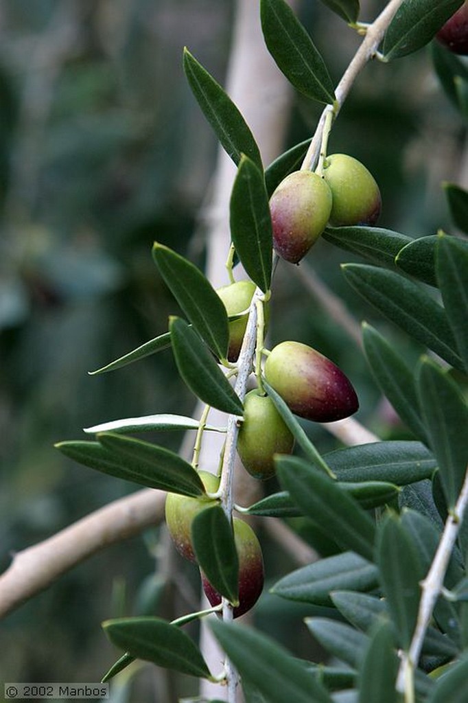 Priego de Cordoba
Aceituna picuda
Córdoba