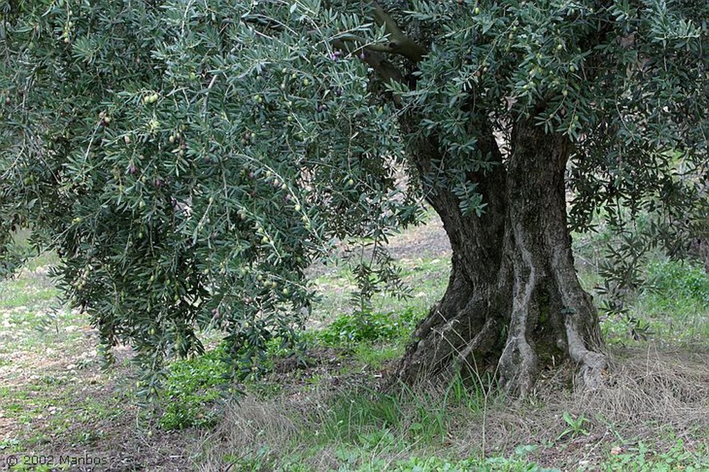 Priego de Cordoba
Aceituna picuda
Córdoba