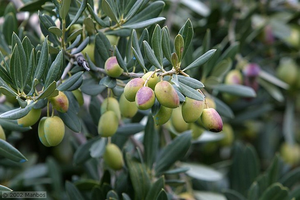 Priego de Cordoba
Aceituna picuda
Córdoba